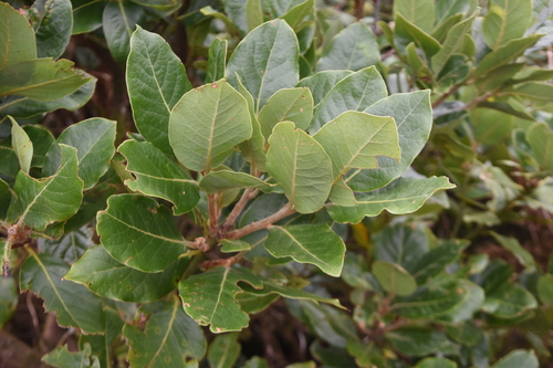 Azores Laurel