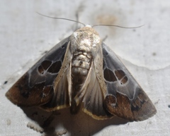 Westermannia superba