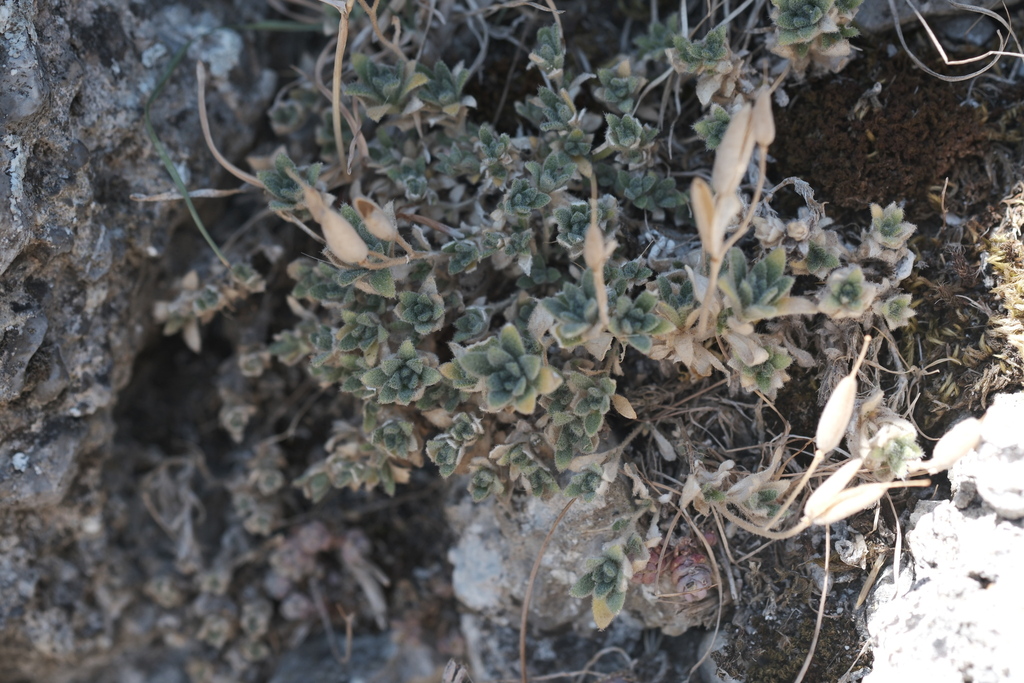 Aubrieta columnae; photograph (c) fmunoz, some rights reserved (CC BY)