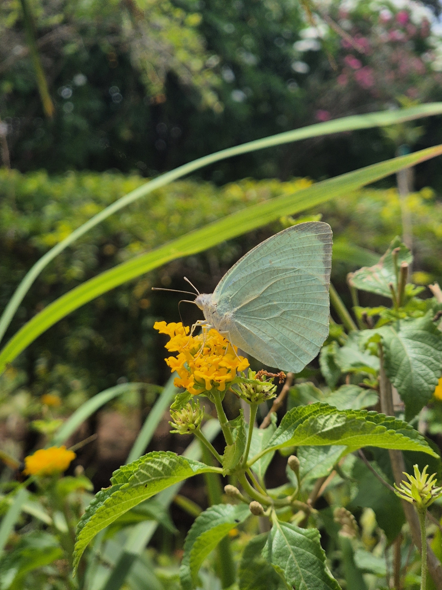 Mottled Emigrant