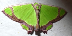 Agathia laetata