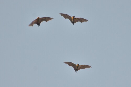 Straw-coloured Fruit Bat