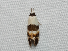 Euphiltra eroticella