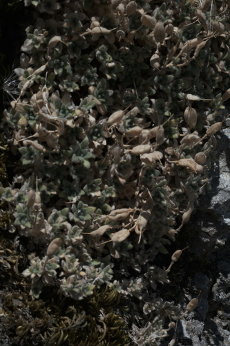 Aubrieta columnae, photograph 2