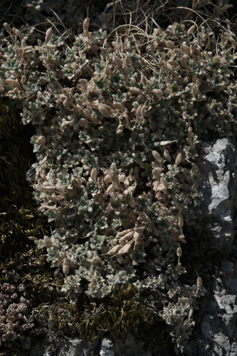 Aubrieta columnae