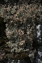 Aubrieta columnae