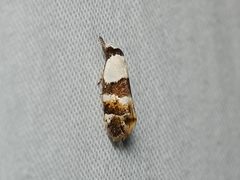 Euphiltra eroticella