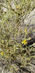 Heterotheca sessiliflora echioides