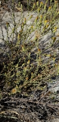 Heterotheca sessiliflora echioides