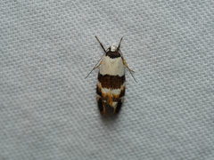 Euphiltra eroticella