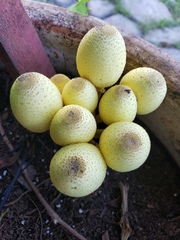 Leucocoprinus birnbaumii