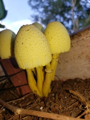 Leucocoprinus birnbaumii