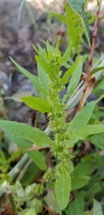 Rumex palustris