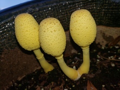 Leucocoprinus birnbaumii