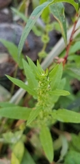 Rumex palustris