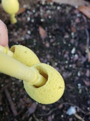 Leucocoprinus birnbaumii