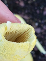 Leucocoprinus birnbaumii