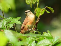Cinnamon Bracken Warbler photo 2
