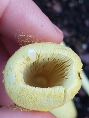 Leucocoprinus birnbaumii