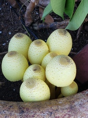 Leucocoprinus birnbaumii