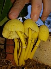 Leucocoprinus birnbaumii