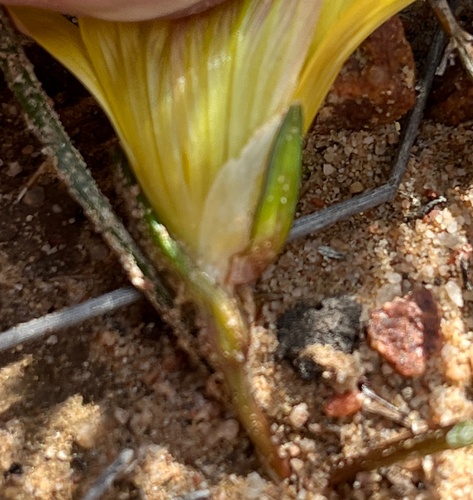 Romulea sphaerocarpa
