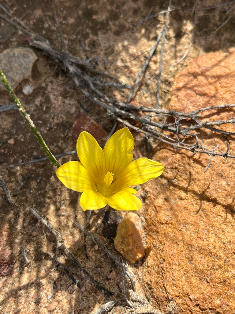Romulea sphaerocarpa, Laingsburg, Western Cape, ZA
