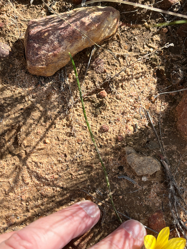 Romulea sphaerocarpa