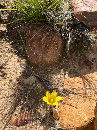 Romulea sphaerocarpa