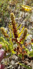 Rumex palustris