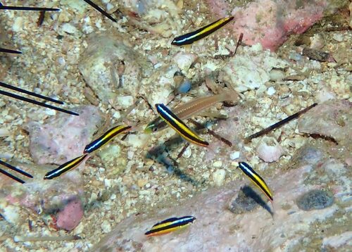 Socorro wrasse (Halichoeres insularis) — Labridae — 4
