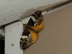 Chrysolarentia phaedra