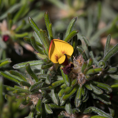 Pultenaea canaliculata