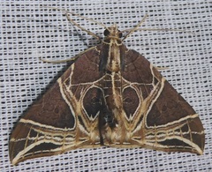 Ecliptopera rectilinea