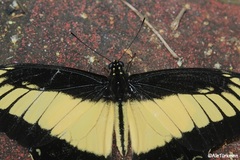 Heraclides androgeus reyesorum