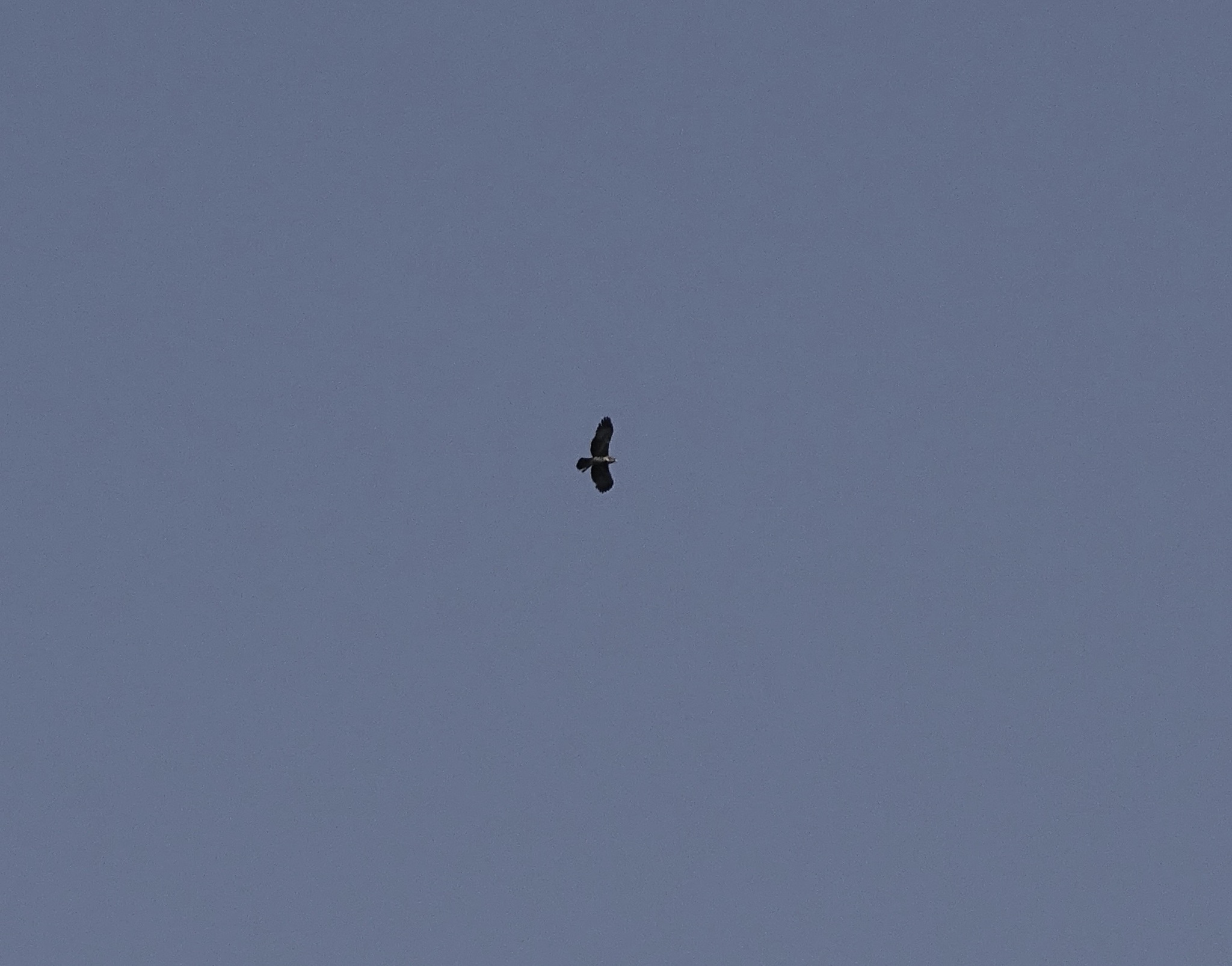 Pygmy Eagle (Hieraaetus weiskei), photo 4