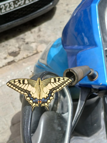 Desert Swallowtail