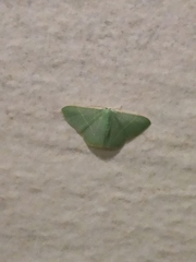 Pelagodes antiquadraria