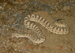 Crotalus cerastes cerastes