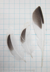 Arenaria melanocephala