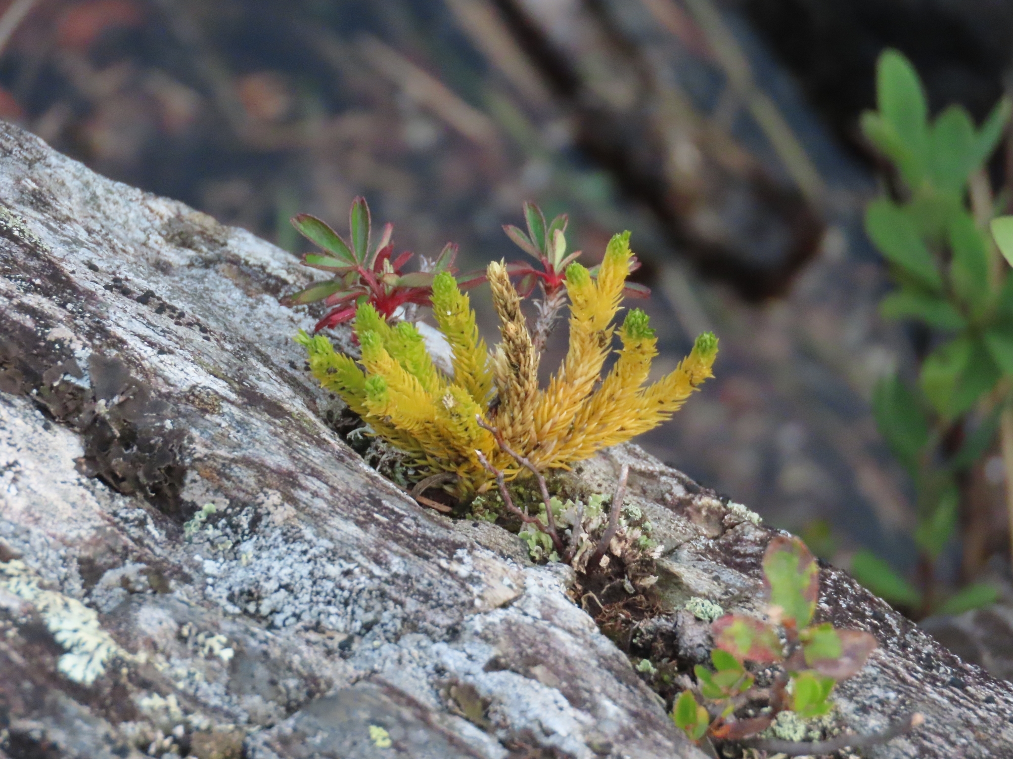Mountain Firmoss (Huperzia appressa)