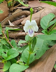 Asystasia intrusa