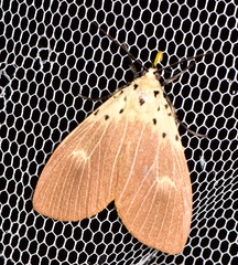 Asota iodamia