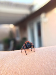 Phidippus nikites