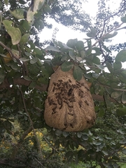 Polybia occidentalis