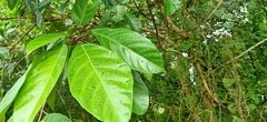 Ficus fistulosa