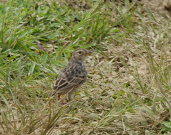 Mirafra assamica