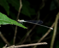 Aciagrion pallidum