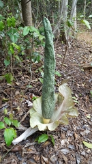 Amorphophallus