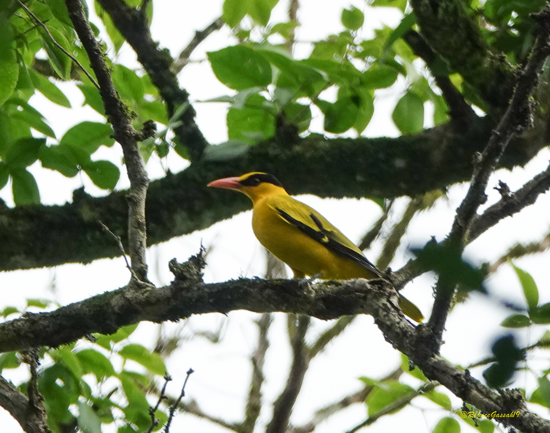 Black-naped Oriole